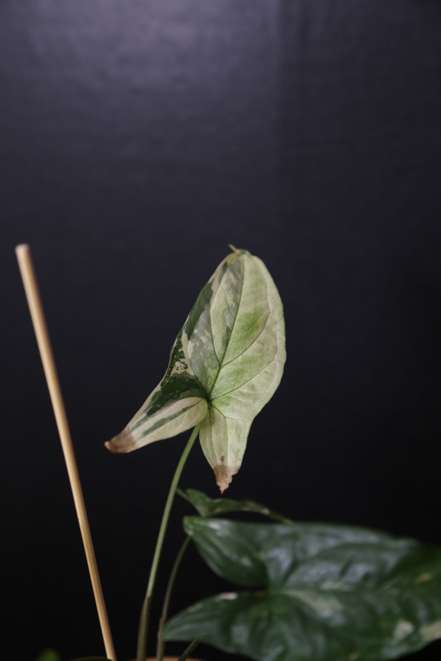 Syngonium Albo Variegated PSV-025