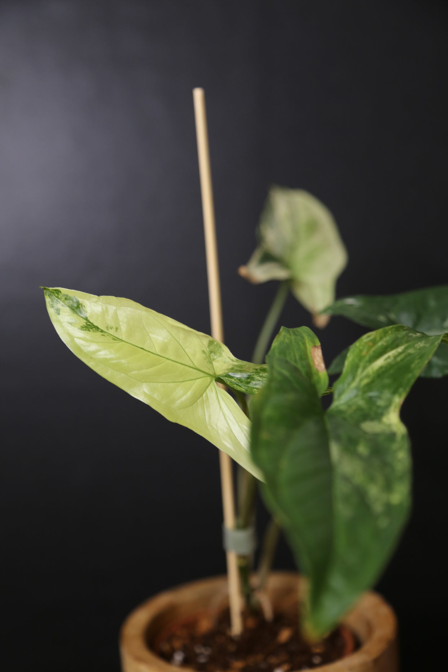 Syngonium Albo Variegated PSV-025