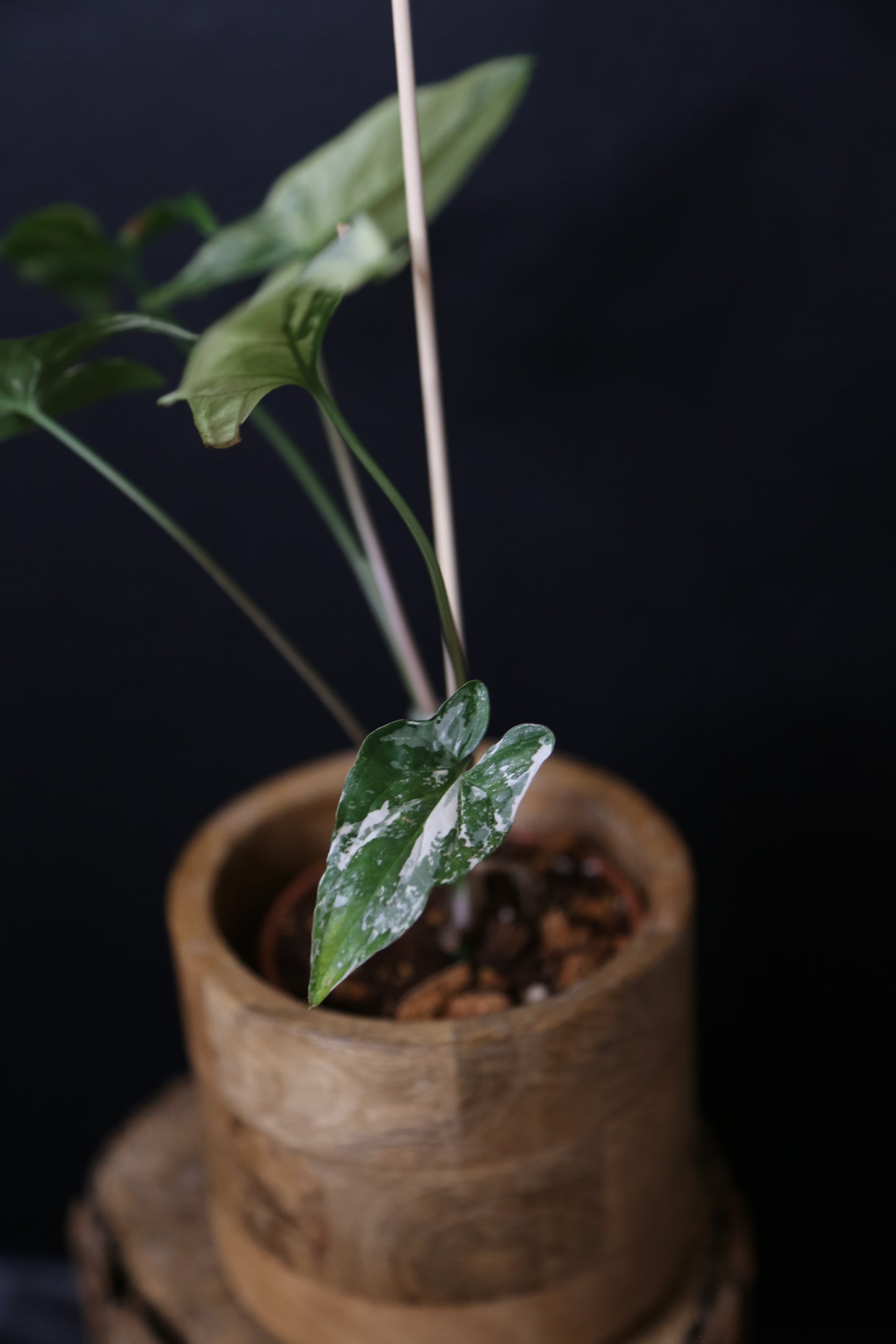 Syngonium Albo Variegated PSV-025
