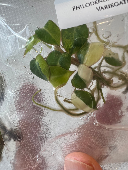 [Pre-Order / Free Shipping] Philodendron Billietiae Variegated (1 plant/bag) / Tissue Culture