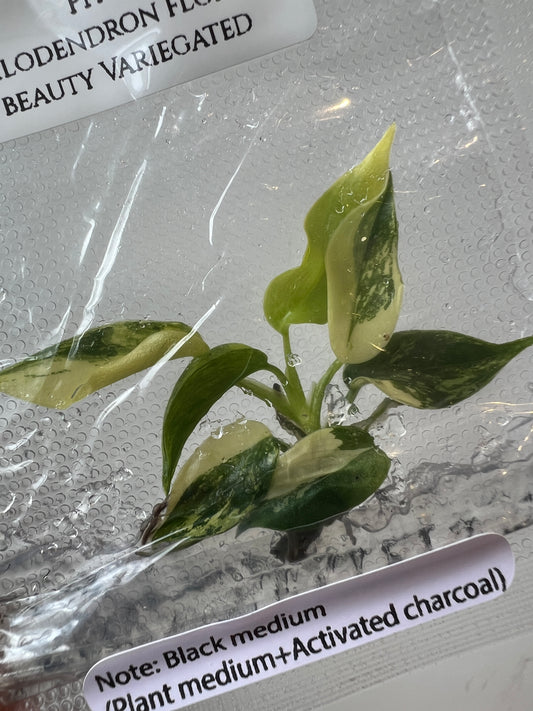 [Pre-Order / Free Shipping] Philodendron Florida Beauty Variegated (1 plant/bag) / Tissue Culture