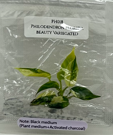 [Pre-Order / Free Shipping] Philodendron Florida Beauty Variegated A (1 plant/bag) / Tissue Culture