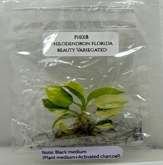 [Pre-Order / Free Shipping] Philodendron Florida Beauty Variegated B (1 plant/bag) / Tissue Culture