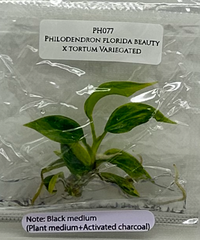 [Stock | Free Shipping] Philodendron Florida Beauty X Tortum Variegated  (1 plant/bag) / Tissue Culture