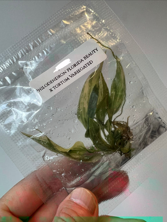 [Pre-Order / Free Shipping] Philodendron Florida Beauty X Tortum Variegated  (1 plant/bag) / Tissue Culture