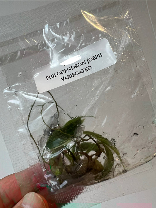[Pre-Order / Free Shipping]  Philodendron Joepii Variegated (1 plant/bag) / Tissue Culture