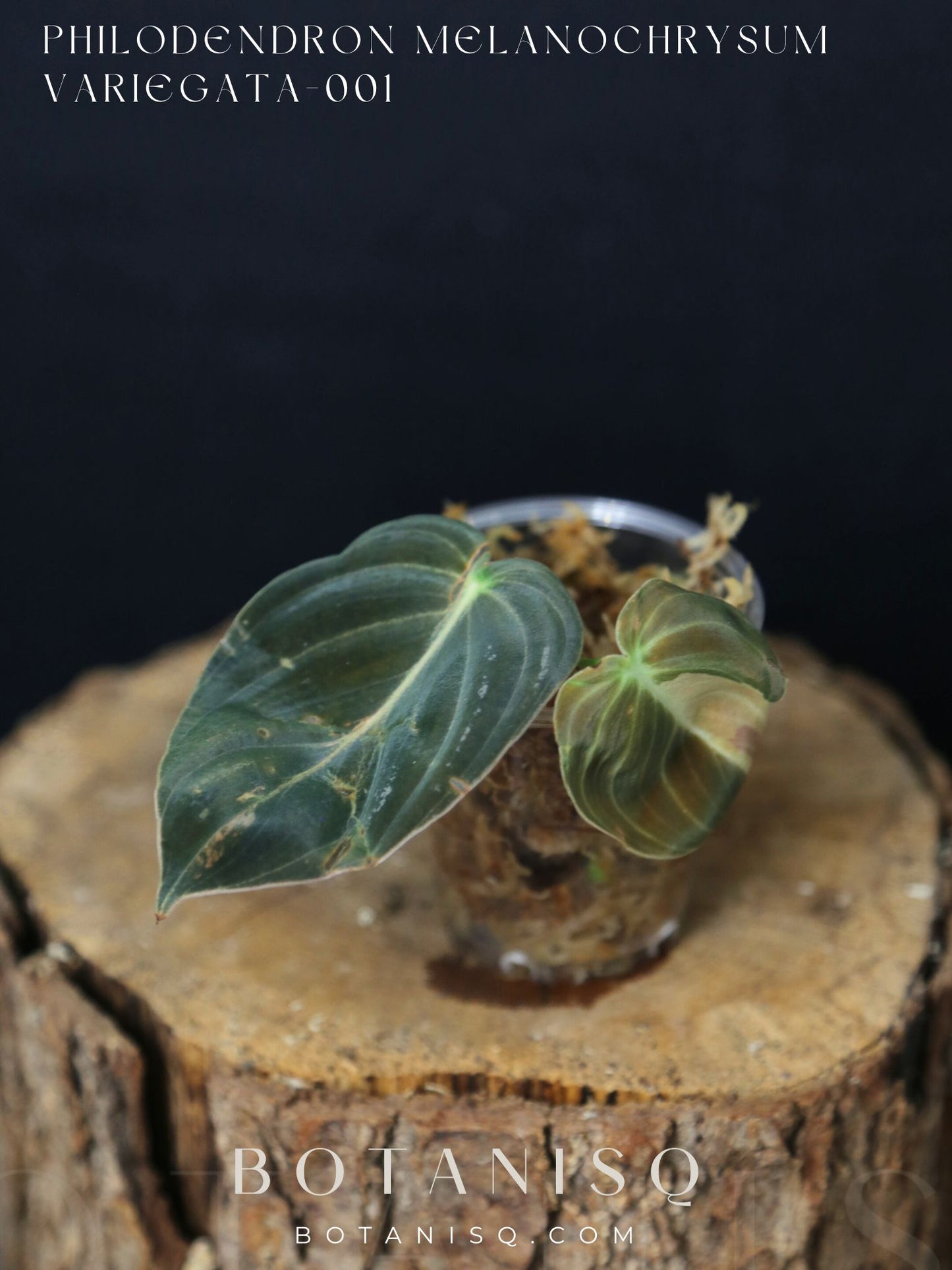 Super Rare! Philodendron Melanochrysum Variegated Top Cutting -001