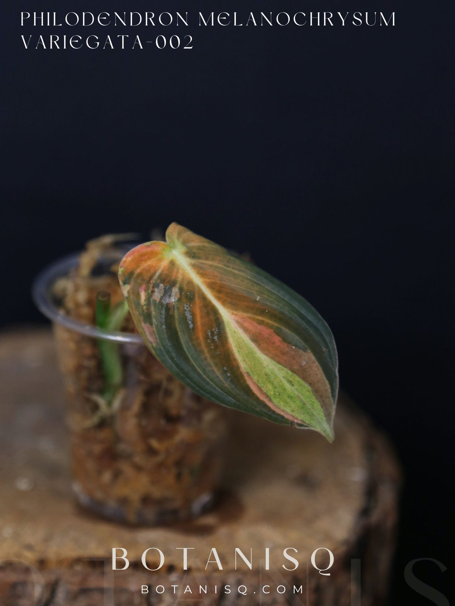 Super Rare! Philodendron Melanochrysum Variegated One Leaf Cutting -002