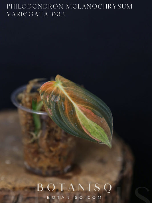 Super Rare! Philodendron Melanochrysum Variegated One Leaf Cutting -002