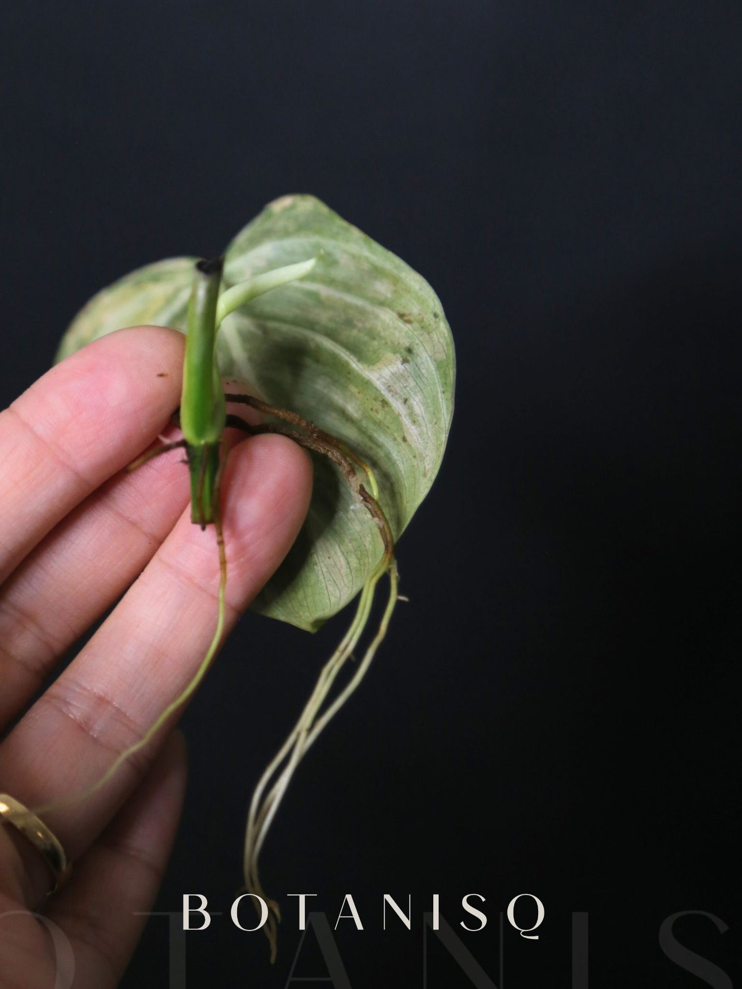 Super Rare! Philodendron Melanochrysum Variegated Orange One Leaf Cutting