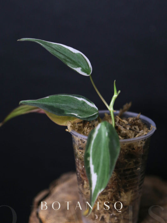 Rare! Philodendron Micans Velvet Halo Variegated Rooted Plant