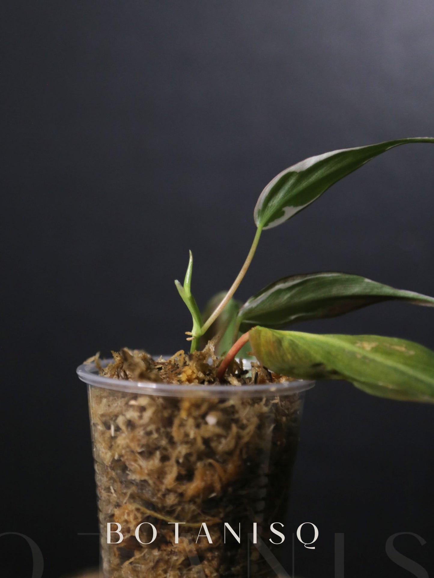 Rare! Philodendron Micans Velvet Halo Variegated Rooted Plant