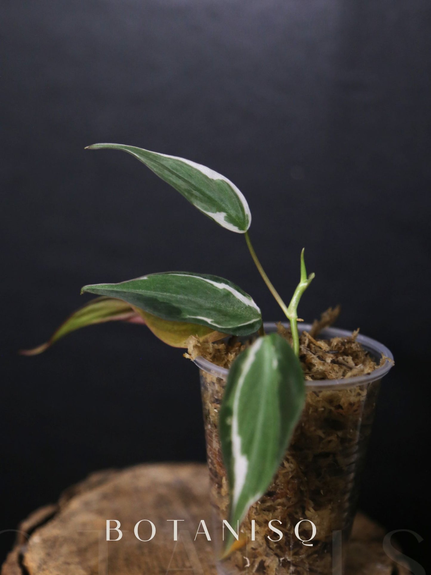 Rare! Philodendron Micans Velvet Halo Variegated Rooted Plant