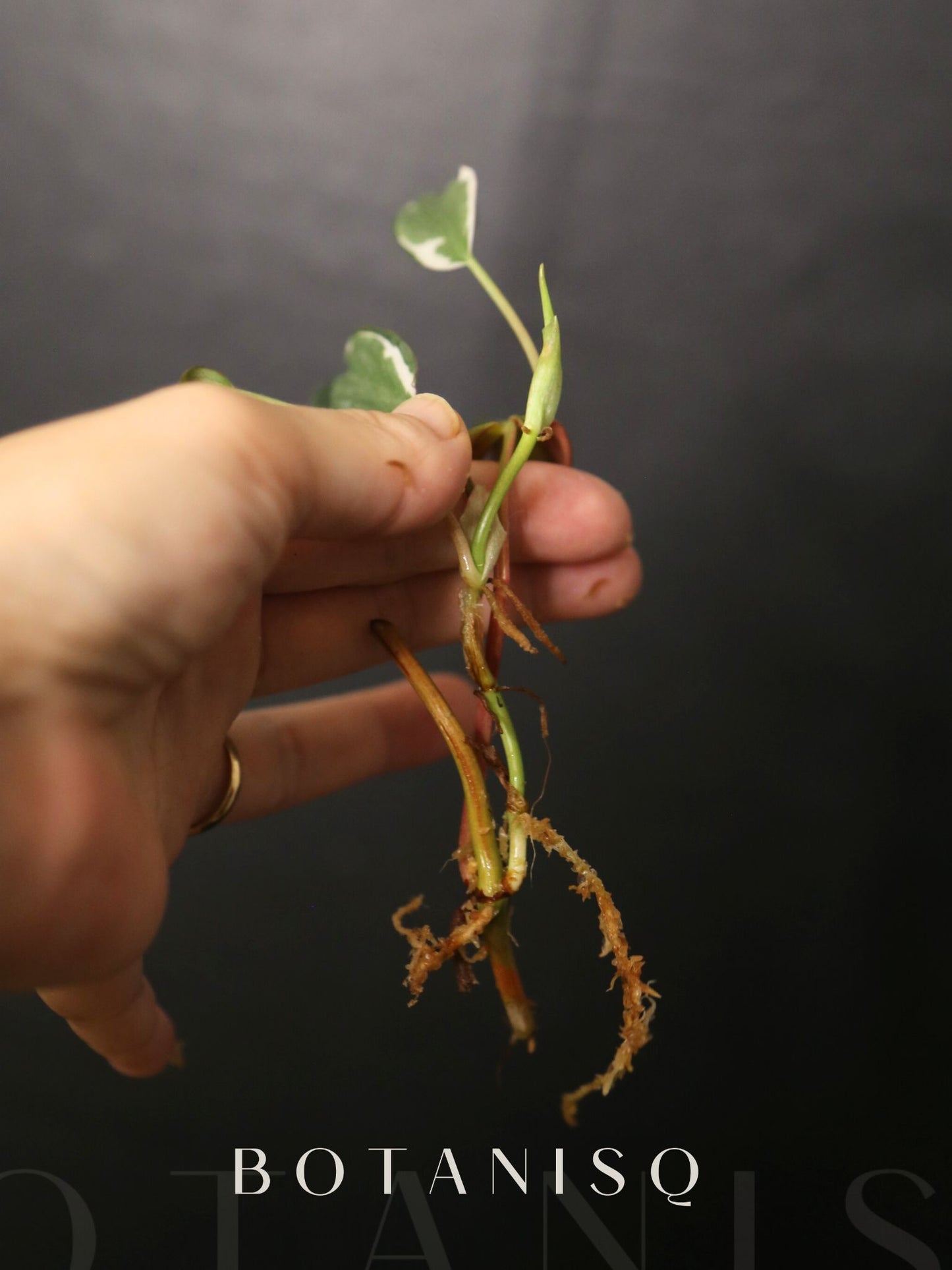 Rare! Philodendron Micans Velvet Halo Variegated Rooted Plant