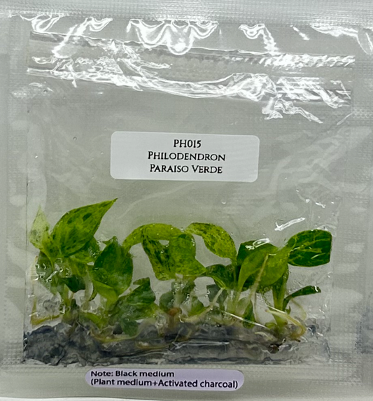 [Pre-Order / Free Shipping] Philodendron Paraiso Verde (5 plants/bag)/ Tissue Culture