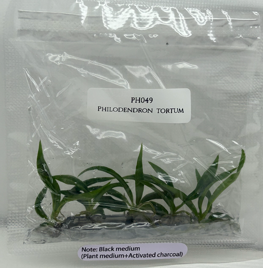 [Pre-Order / Free Shipping] Philodendron Tortum (5 plants/bag)/ Tissue Culture
