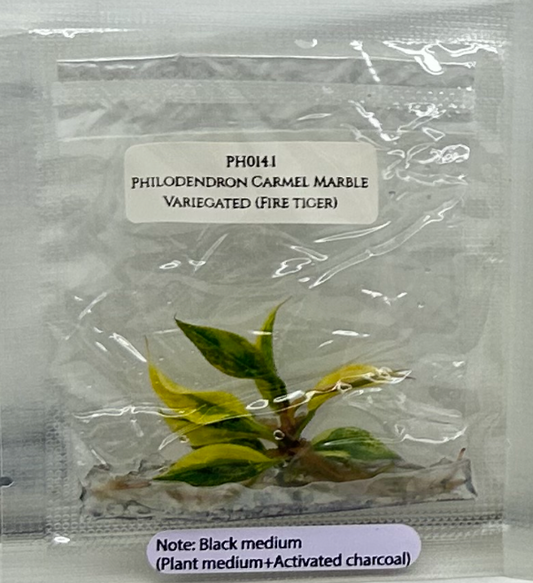 [Pre-Order / Free Shipping] Philodendron Caramel Marble Variegated (Fire Tiger) (1 plant/bag)/ Tissue Culture