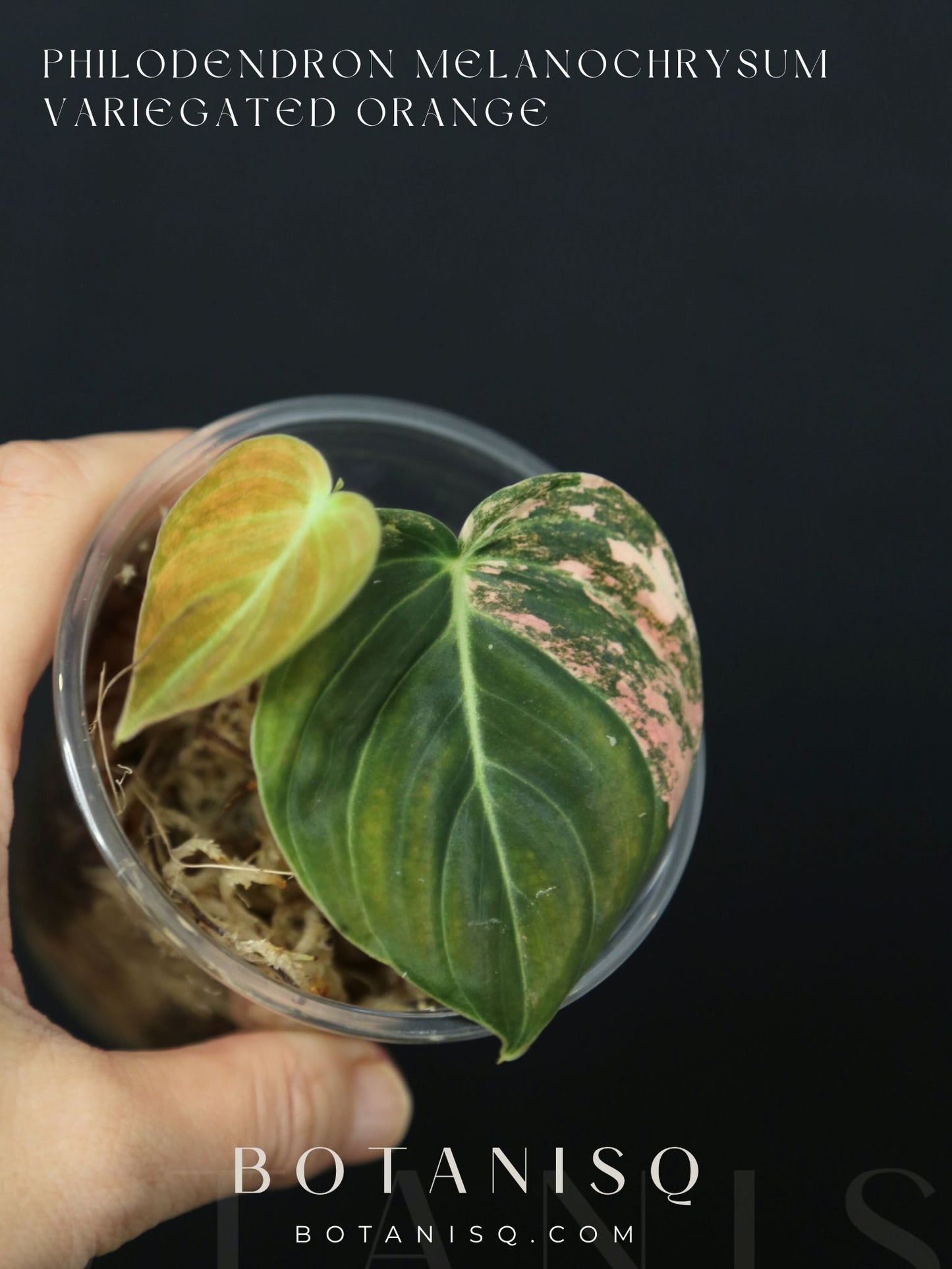 Super Rare! Philodendron Melanochrysum Variegated Orange One Leaf Cutting