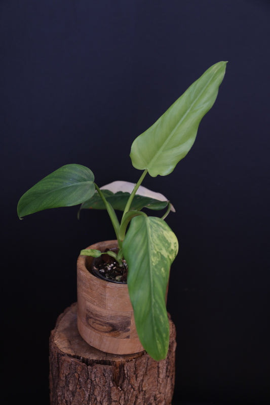 Philodendron Domesticum Variegated Well rooted, Potted - 001