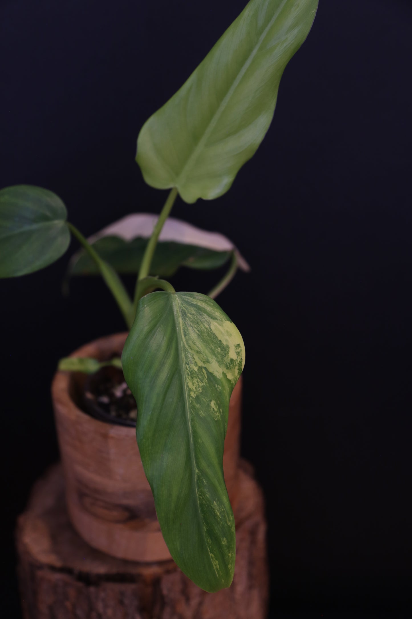 Philodendron Domesticum Variegated - Rooted Established Plant - Rare Aroid UK