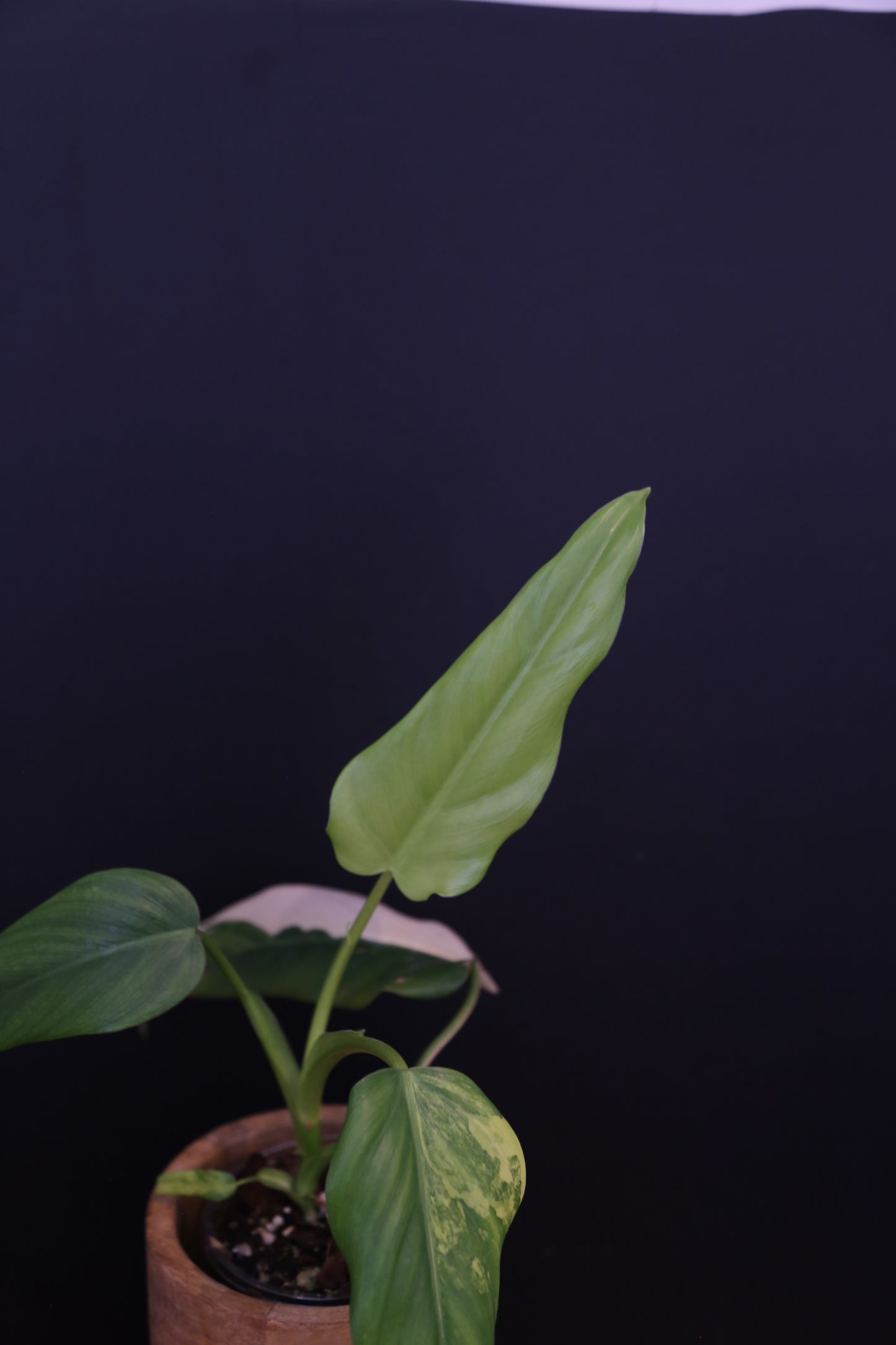 Philodendron Domesticum Variegated - Rooted Established Plant - Rare Aroid UK