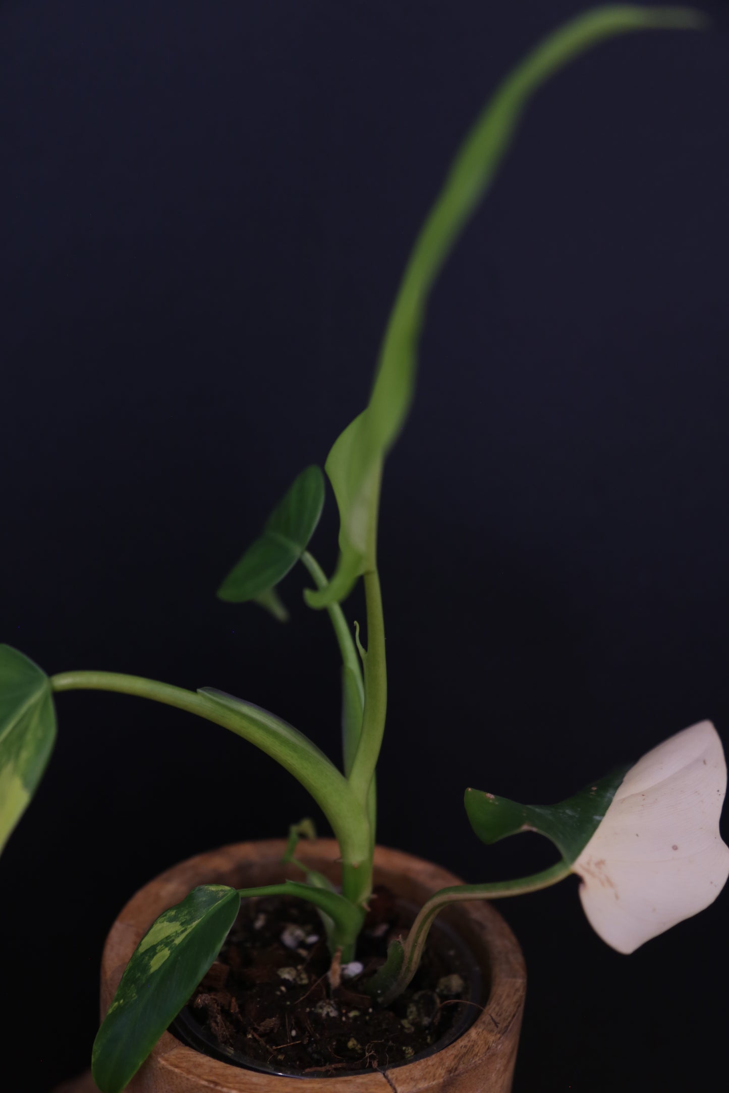 Philodendron Domesticum Variegated - Rooted Established Plant - Rare Aroid UK