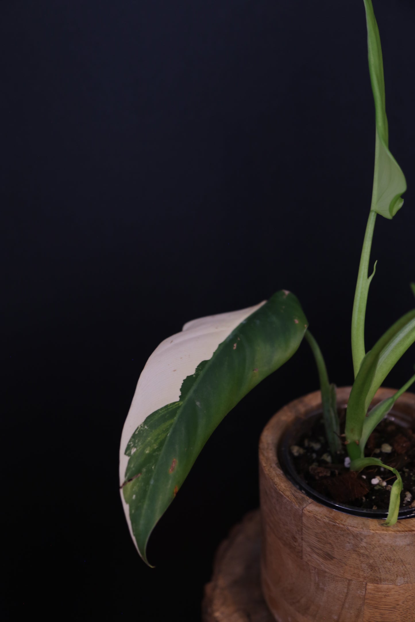 Philodendron Domesticum Variegated - Rooted Established Plant - Rare Aroid UK