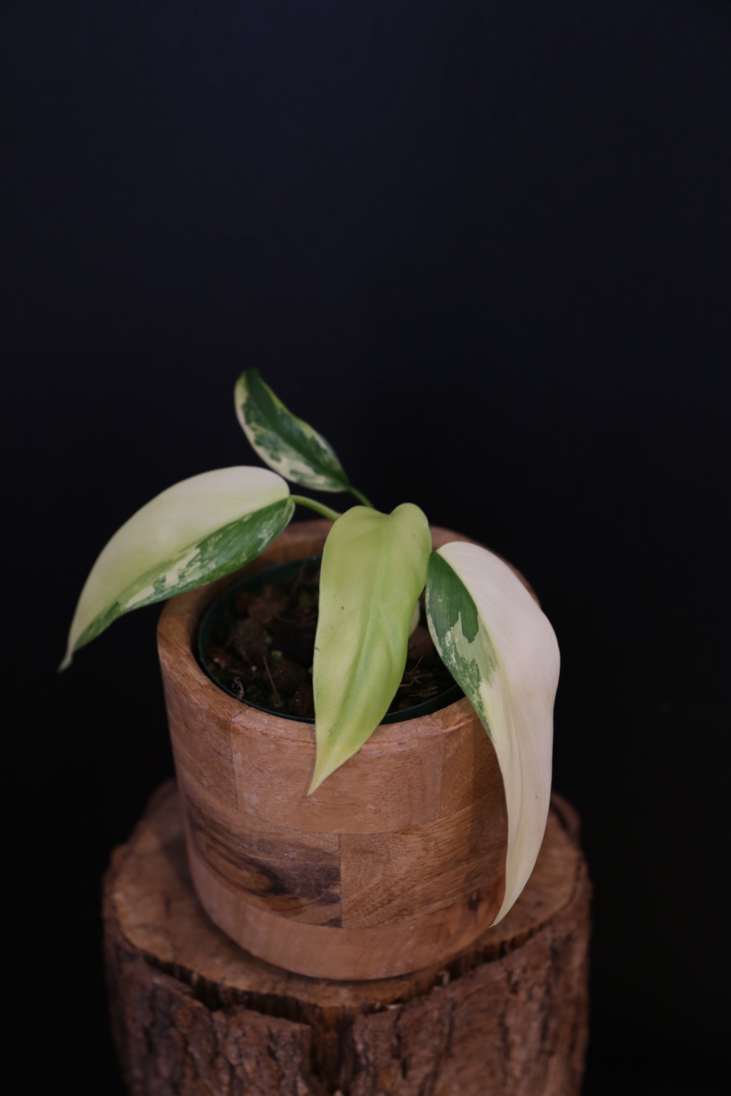 Philodendron Domesticum Variegated Well rooted Potted - 002