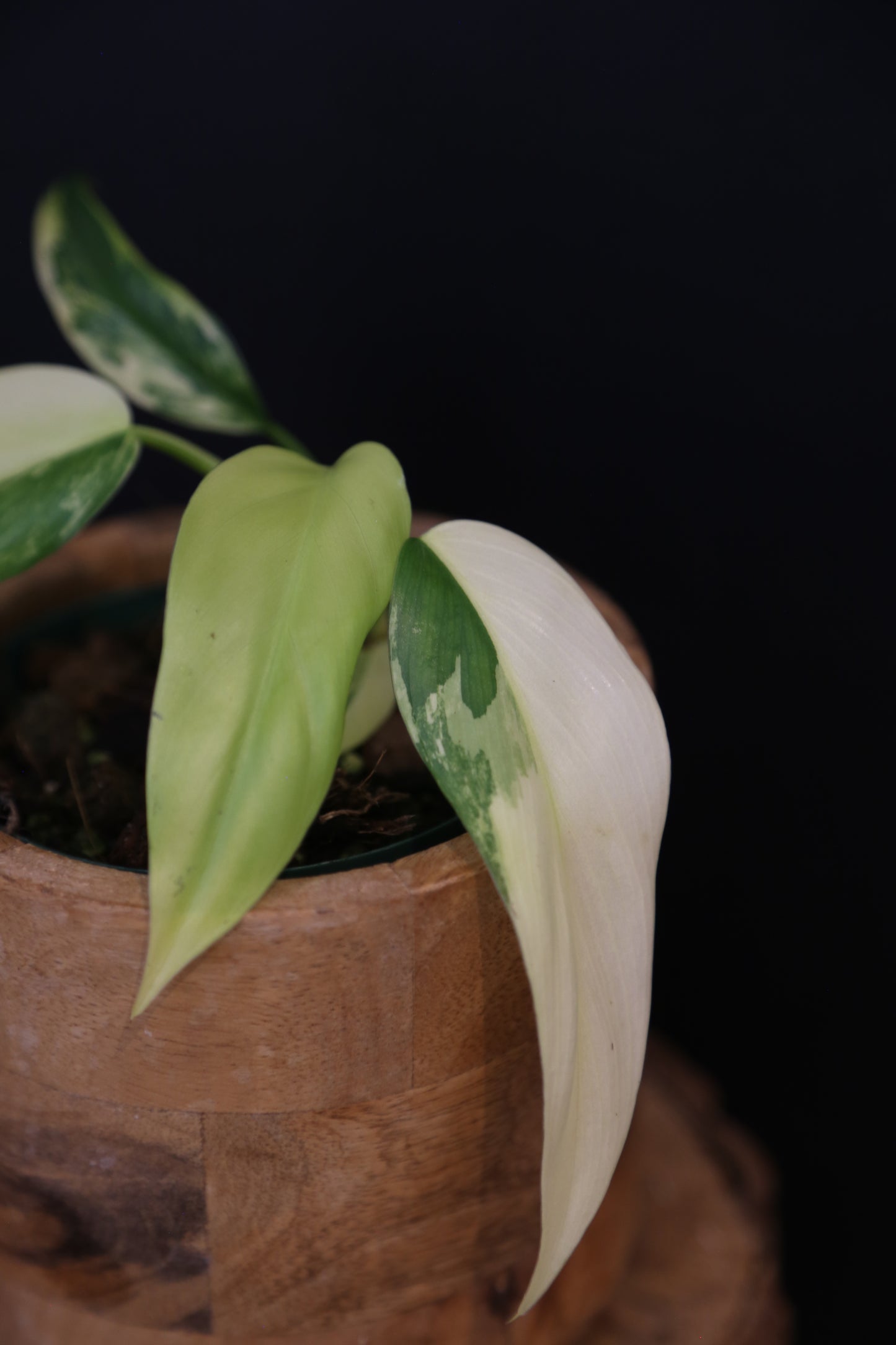 Philodendron Domesticum Variegated Well rooted Potted - 002