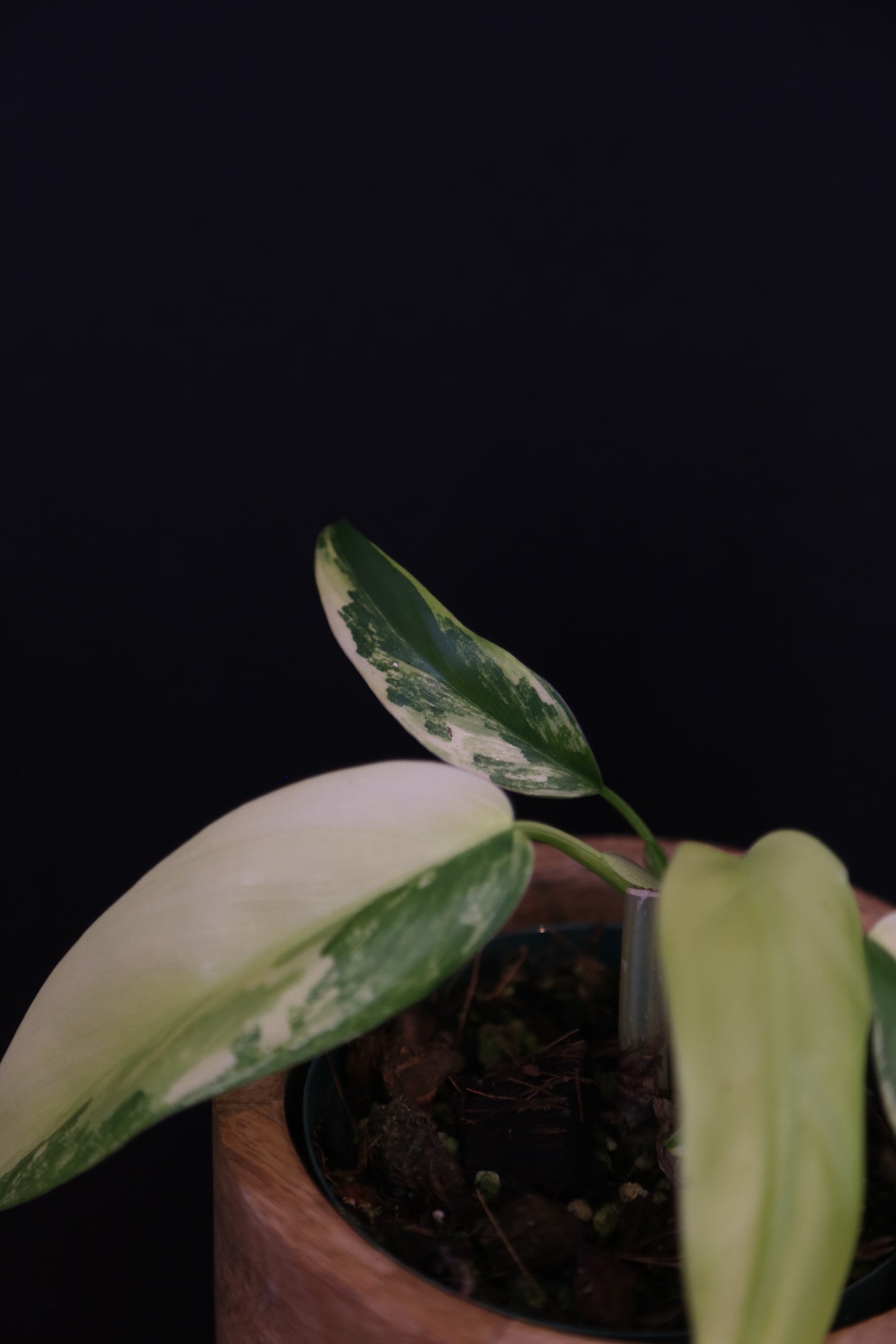 Philodendron Domesticum Variegated Well rooted Potted - 002