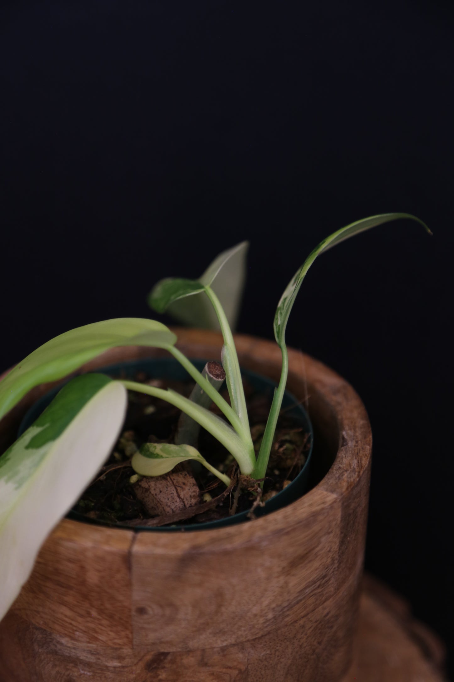 Philodendron Domesticum Variegated Well rooted Potted - 002