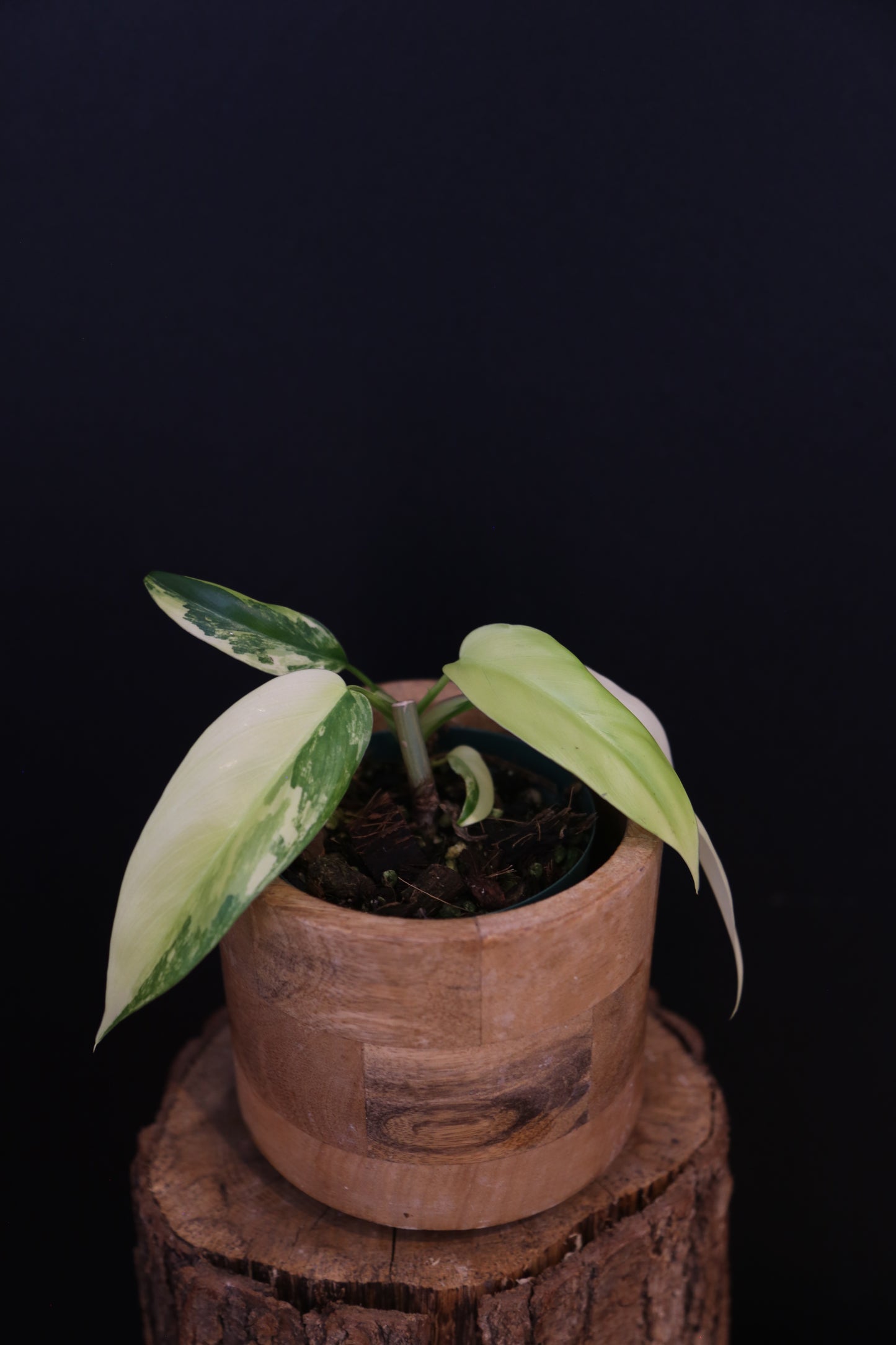 Philodendron Domesticum Variegated Well rooted Potted - 002