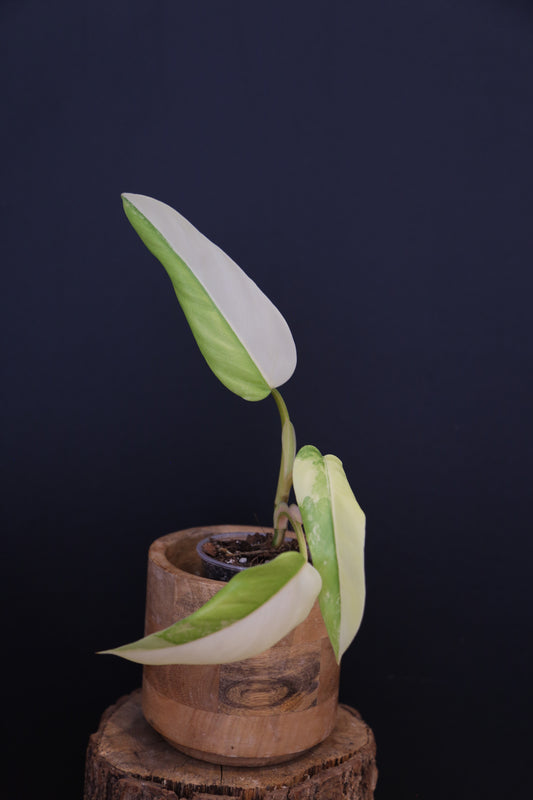 Philodendron Domesticum Variegated - Half Moon Leaf - Rooted Established Plant - Rare Aroid UK