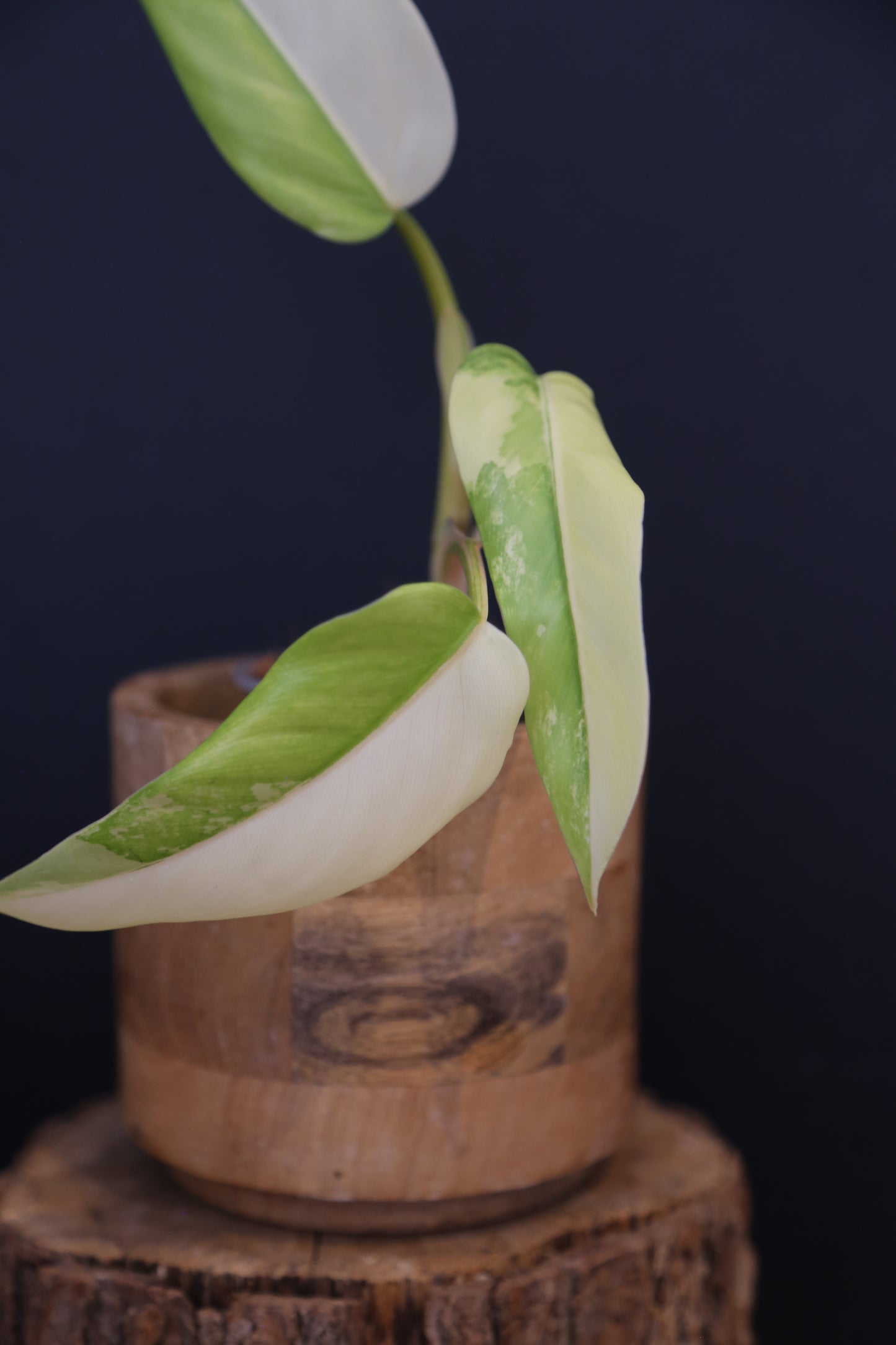 Philodendron Domesticum Variegated Well rooted Potted - 003