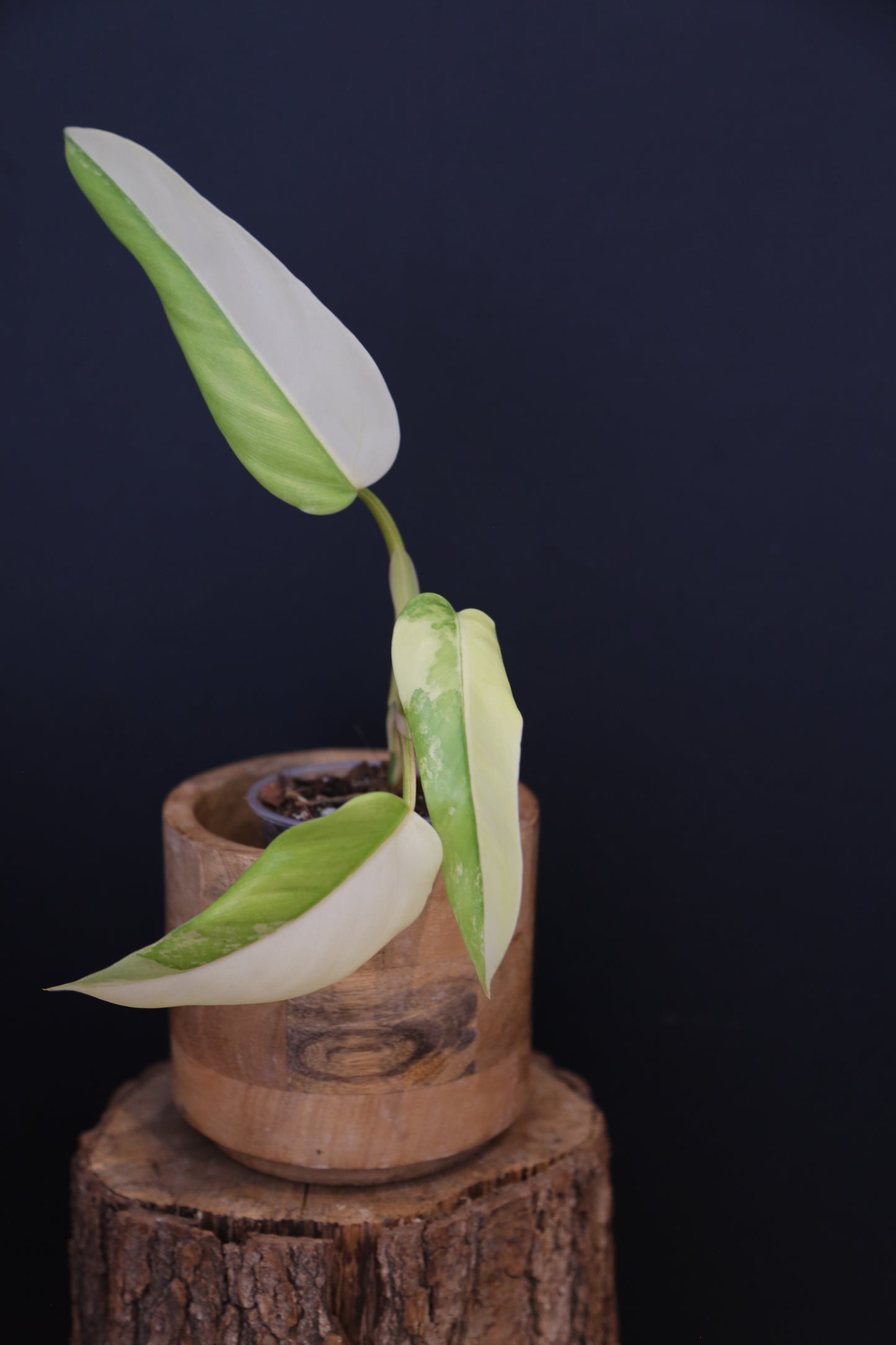 Philodendron Domesticum Variegated Well rooted Potted - 003