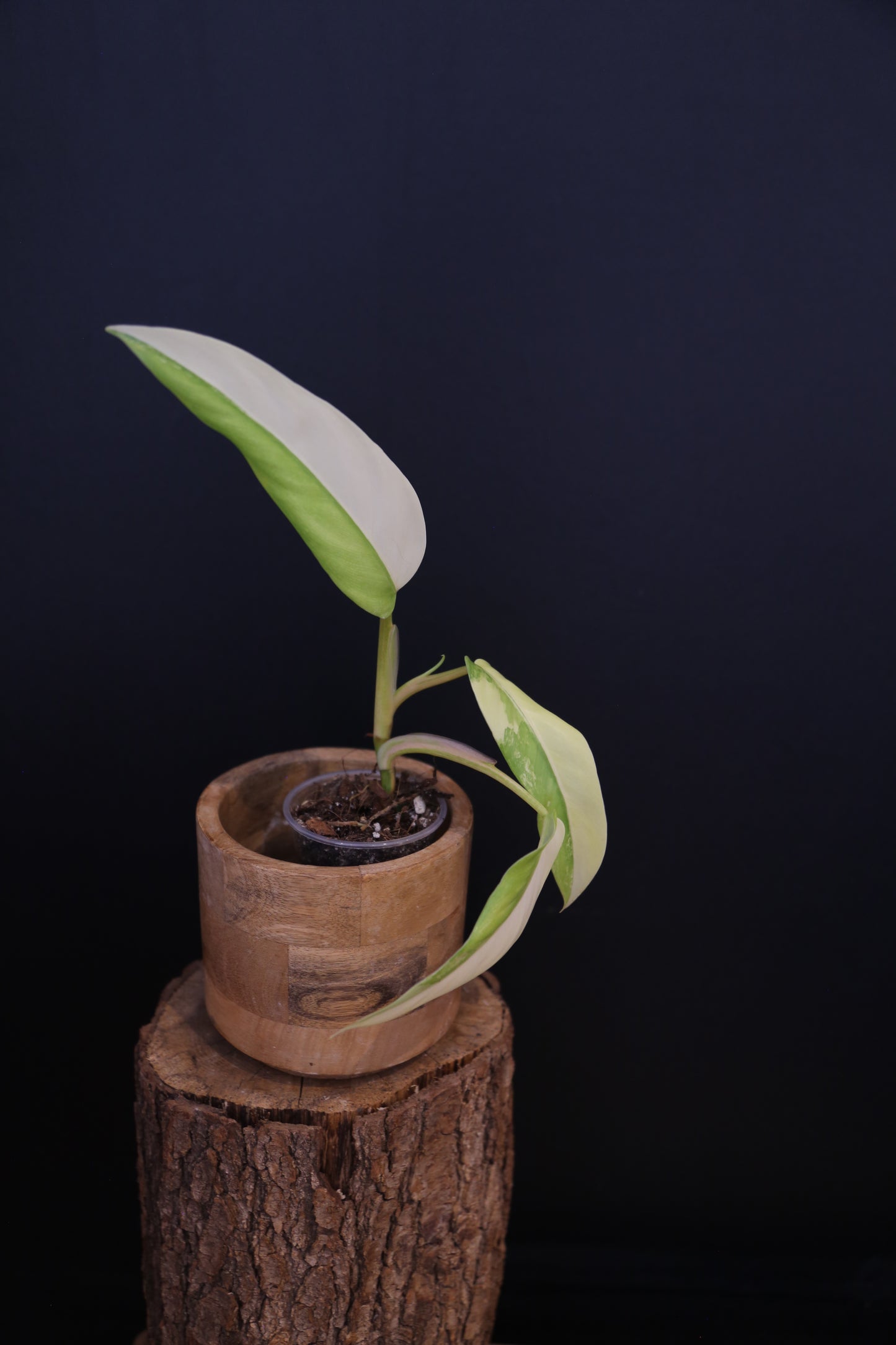 Philodendron Domesticum Variegated Well rooted Potted - 003