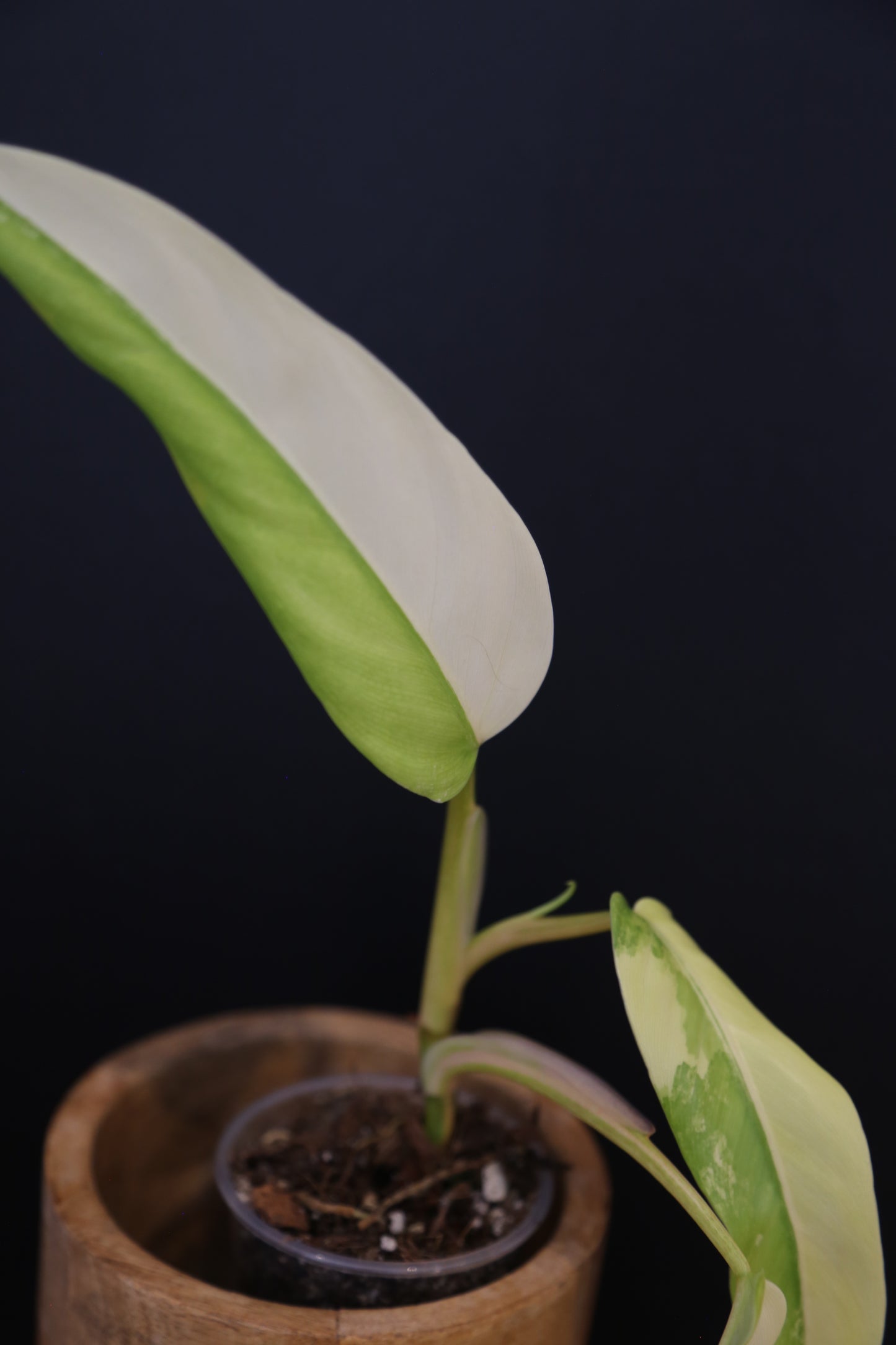 Philodendron Domesticum Variegated Well rooted Potted - 003