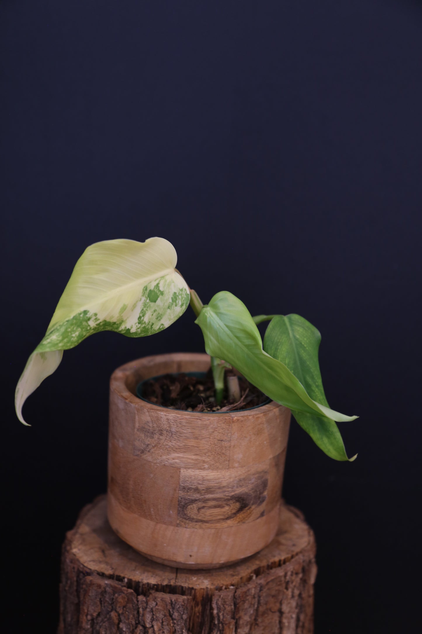 Philodendron Domesticum Variegated Well rooted Potted - 004