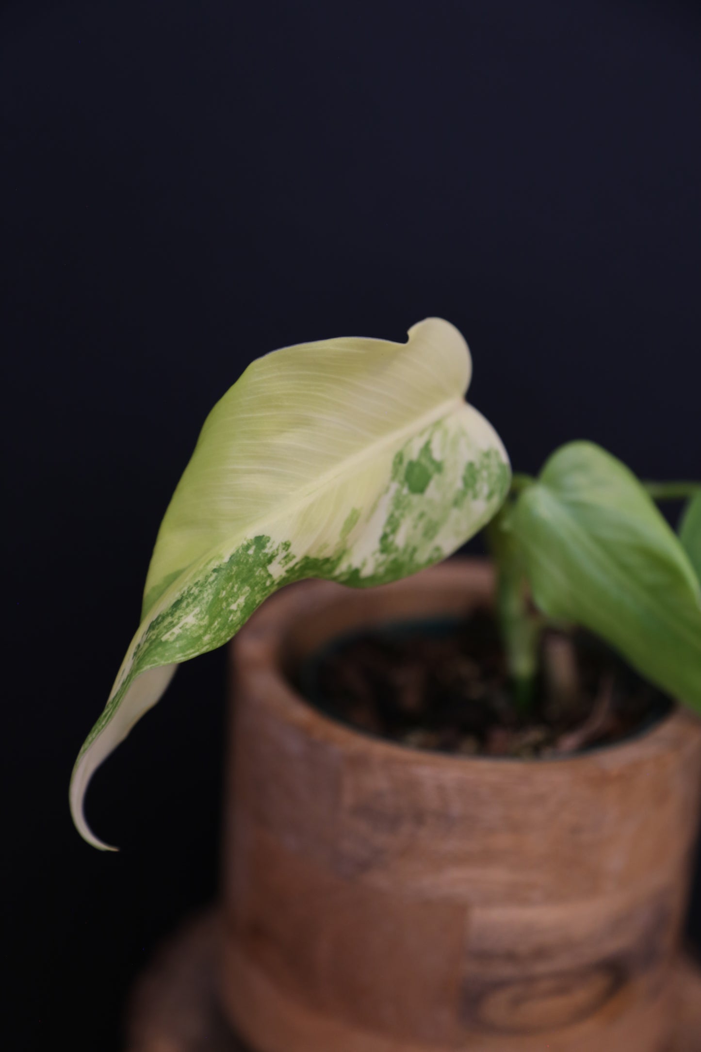 Philodendron Domesticum Variegated Well rooted Potted - 004