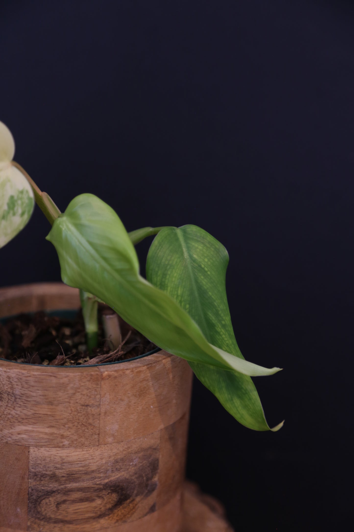 Philodendron Domesticum Variegated Well rooted Potted - 004
