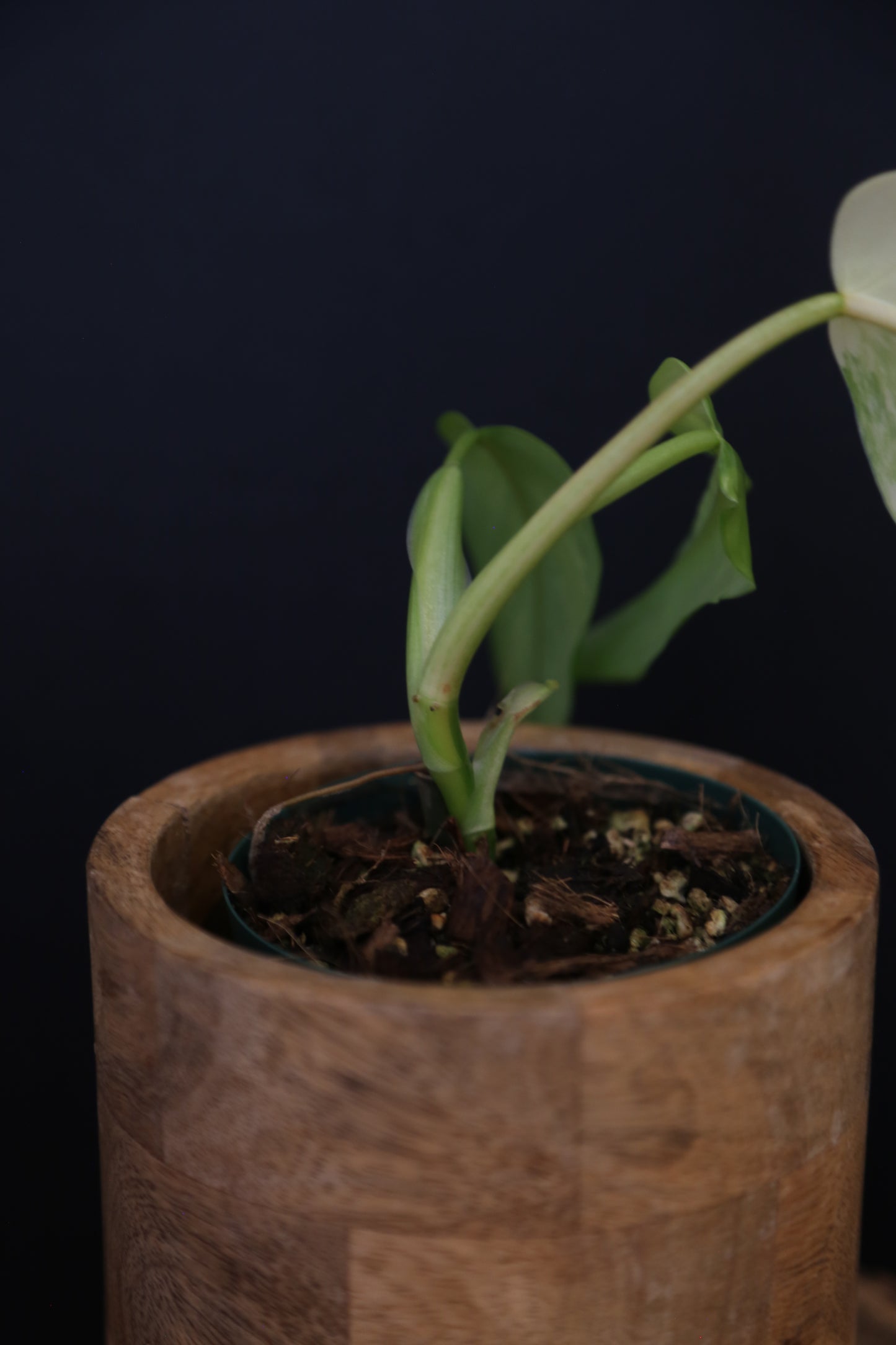 Philodendron Domesticum Variegated Well rooted Potted - 004