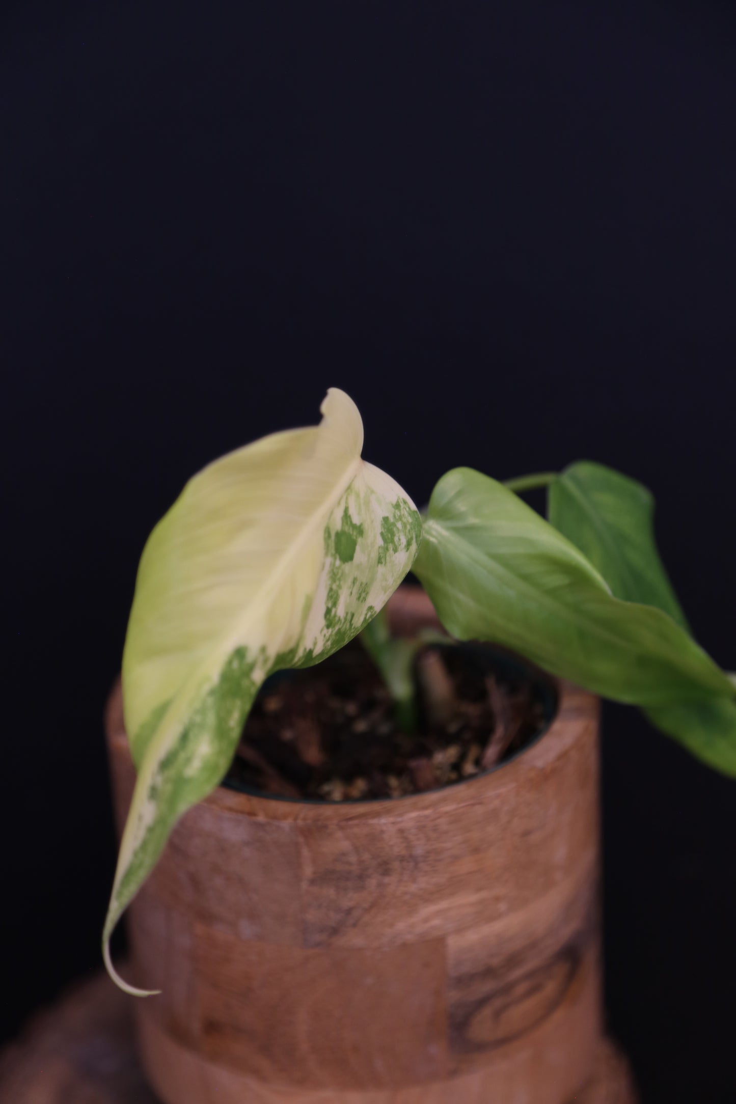Philodendron Domesticum Variegated Well rooted Potted - 004