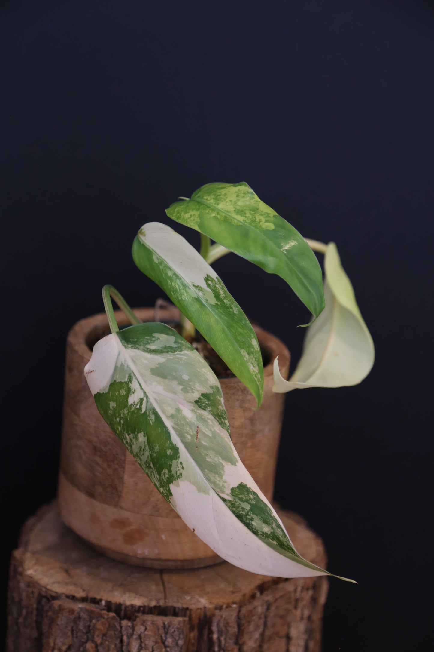 Philodendron Domesticum Variegated Well rooted Potted - 005