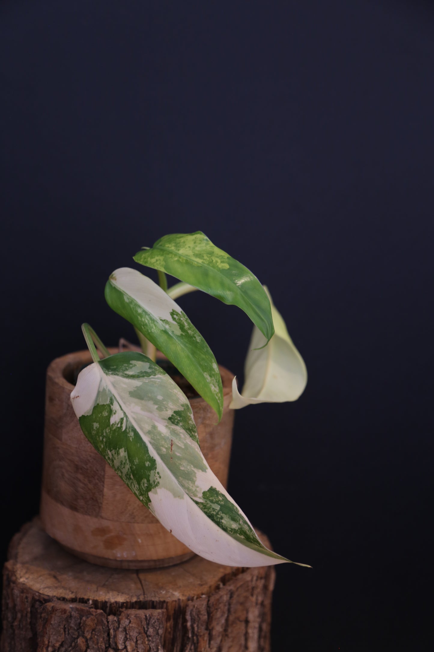 Philodendron Domesticum Variegated Well rooted Potted - 005