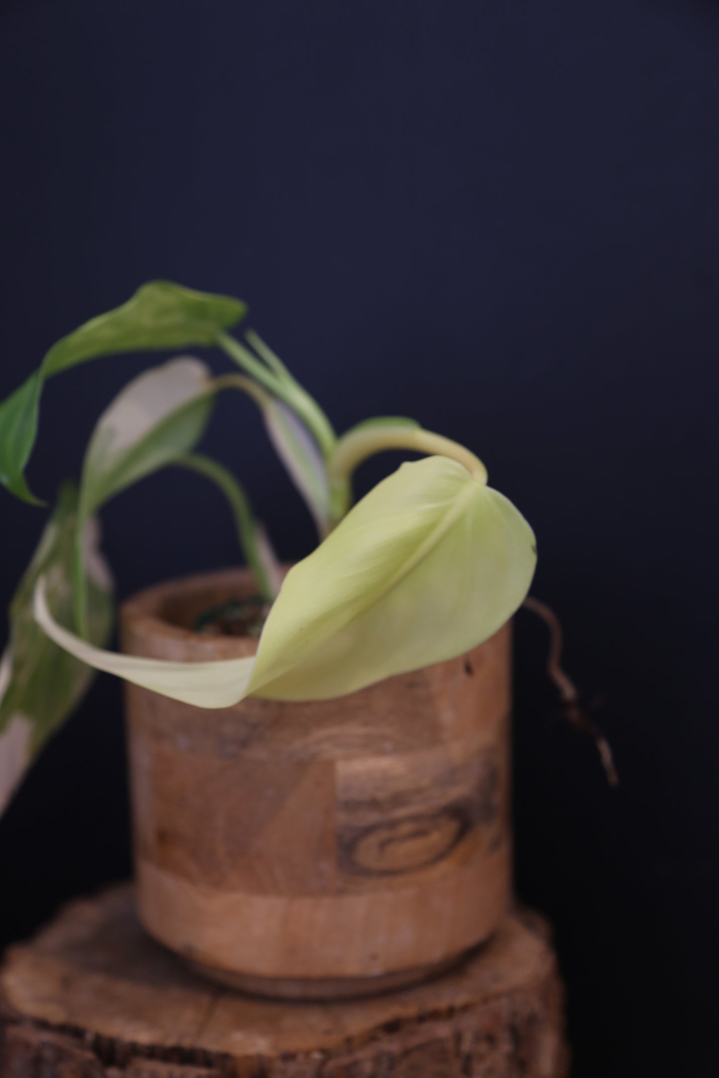 Philodendron Domesticum Variegated Well rooted Potted - 005