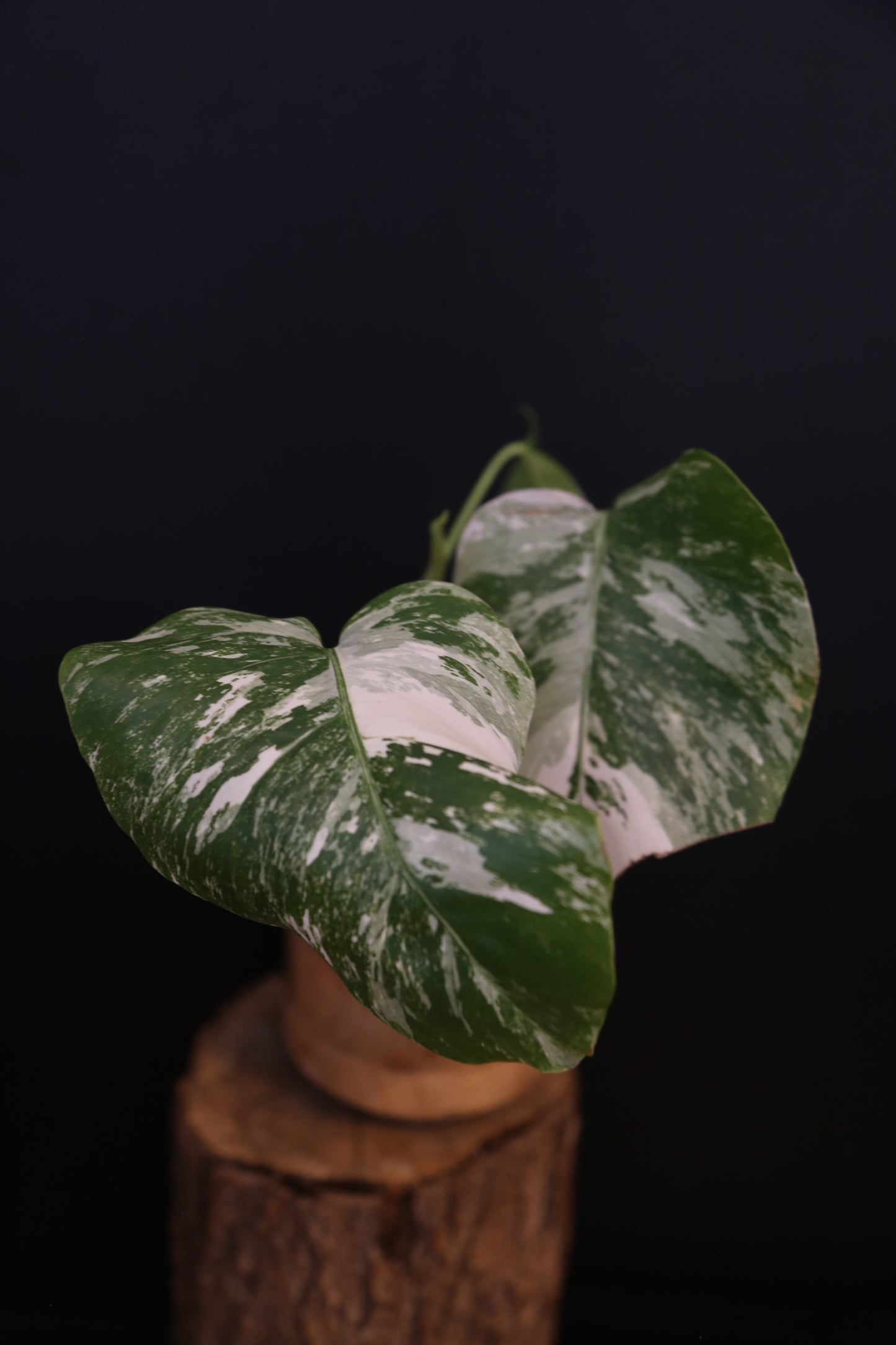 Growing - Monstera Deliciosa Albo Variegata - Rooted Established Plant - Rare Variegated Aroid UK
