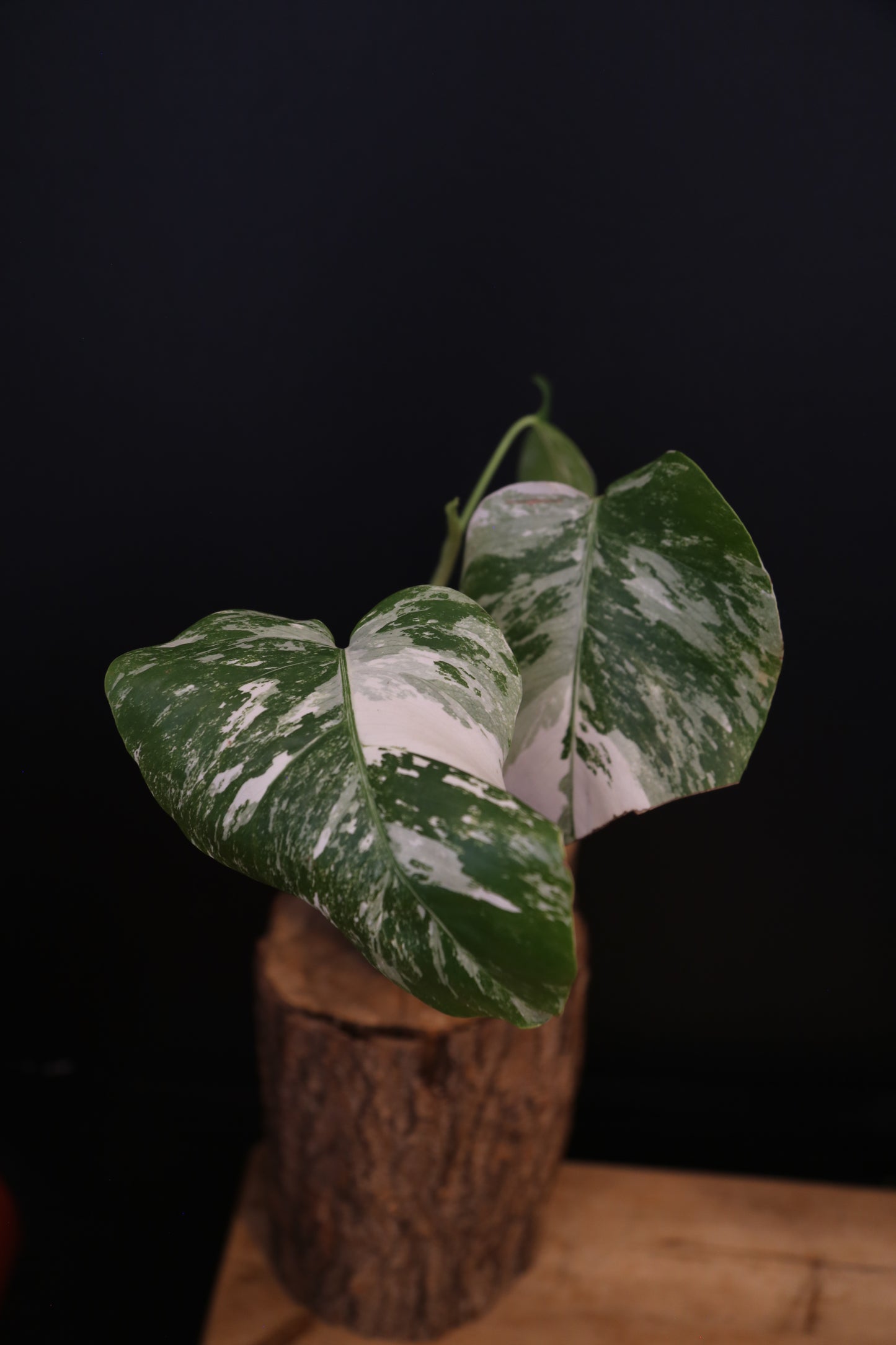 Growing - Monstera Deliciosa Albo Variegata - Rooted Established Plant - Rare Variegated Aroid UK