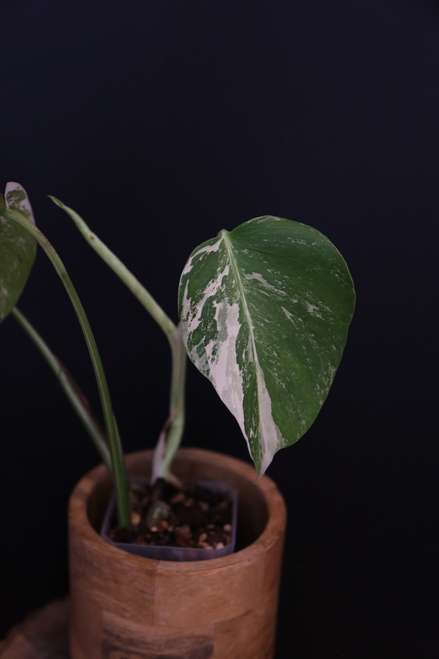 Growing - Monstera Deliciosa Albo Variegata - Rooted Established Plant - Rare Variegated Aroid UK
