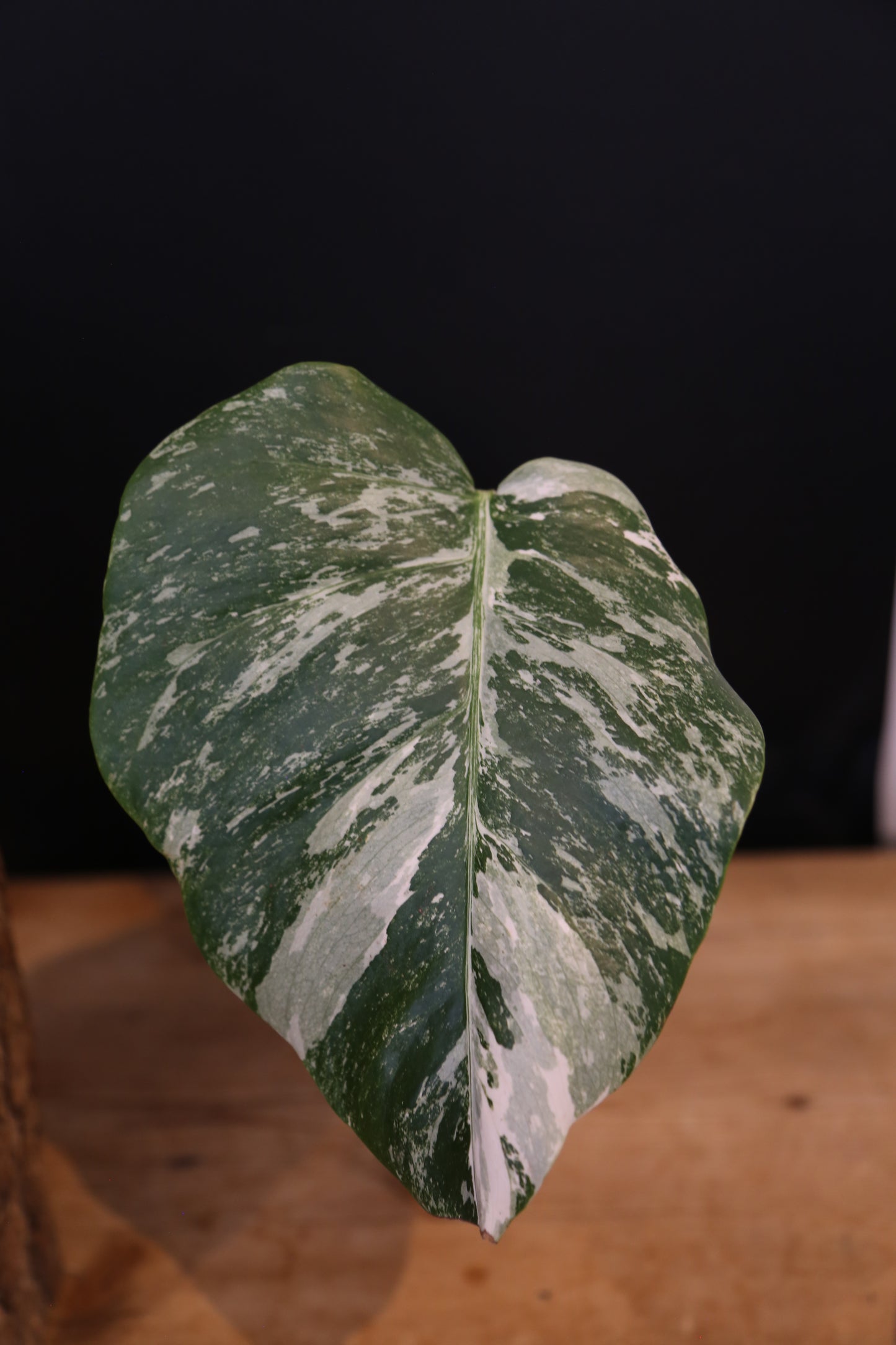 Monstera Albo Variegata - Speckled Pattern - Rooted Potted Plant UK