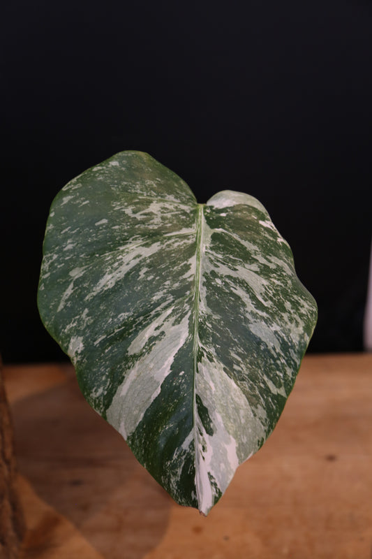 Monstera Albo Variegata - Speckled Pattern - Rooted Potted Plant UK